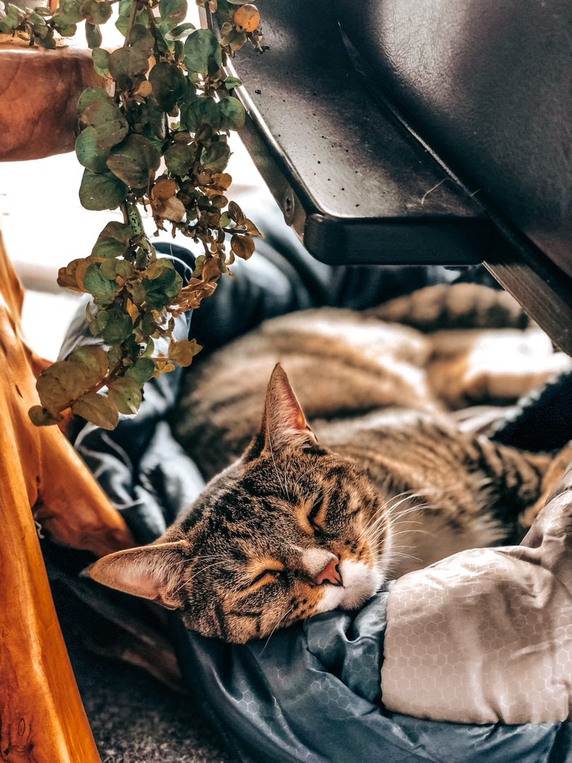 Pet and lifestyle photography